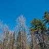 Tree Tops